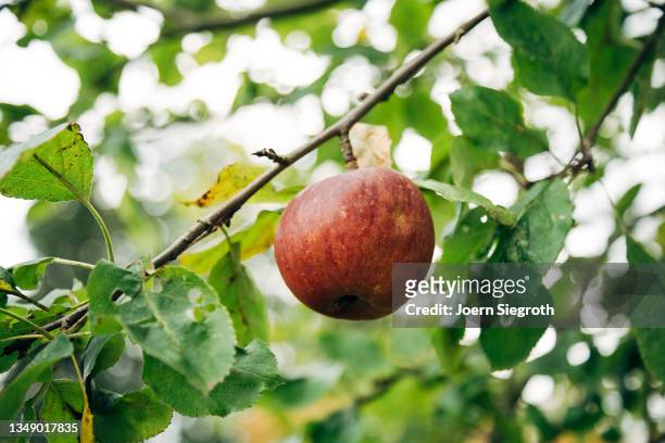 one ripe red apple on tree - agrarbetrieb stock pictures, royalty-free photos & images