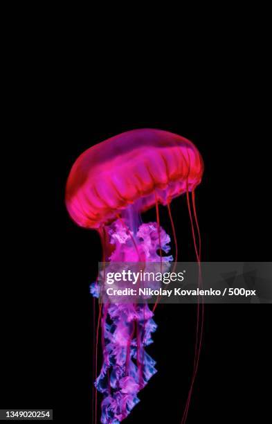 close-up of jellyfish swimming in sea against black background,london,united kingdom,uk - phosphorescence stock-fotos und bilder