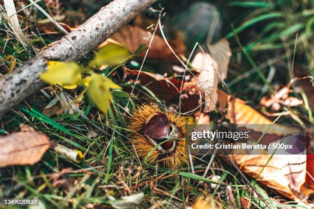 close-up of dry leaves on field - kastanie laubbaum stock-fotos und bilder