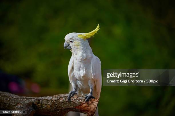 close-up of cockatoo perching on branch,woburn safari park,united kingdom,uk - cockatoo stock pictures, royalty-free photos & images