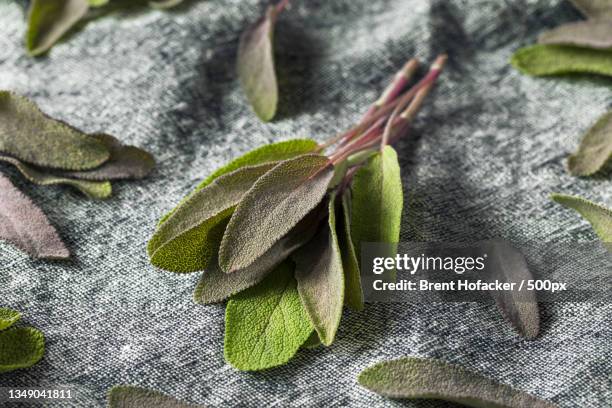 close-up of green leaves on textile - salvia officinalis purpurascens stock pictures, royalty-free photos & images