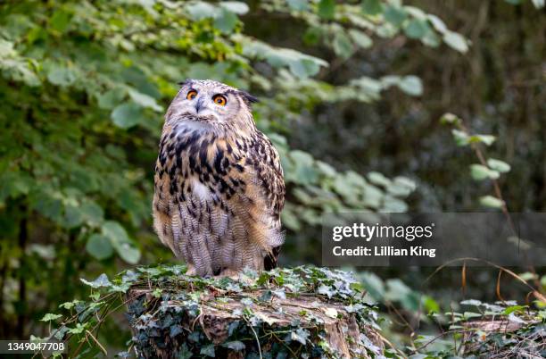 eurasian eagle owl  (bubo bubo) - buboes stock pictures, royalty-free photos & images