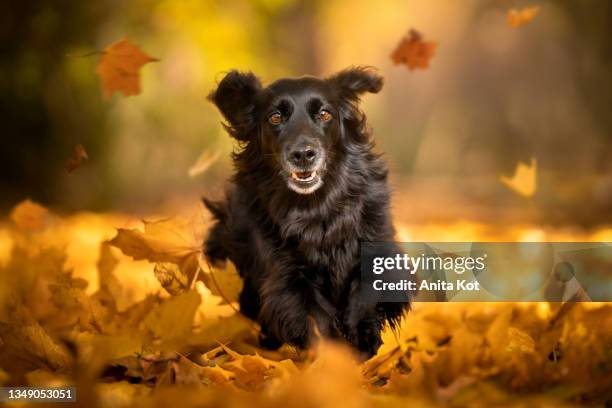 a dog running on autumn leaves - animal body stock pictures, royalty-free photos & images