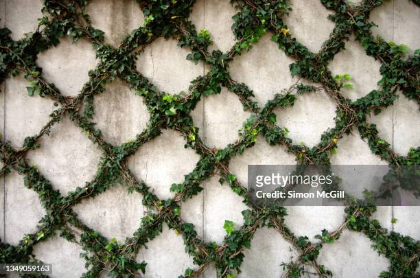 ivy growing in a crisscross diamond pattern on a trellis on a concrete wall - ground ivy stock pictures, royalty-free photos & images