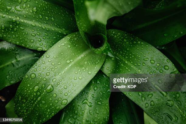 green leaves pattern with rain drop background, natural lush foliages of leaf texture backgrounds. - tropical pattern stock-fotos und bilder