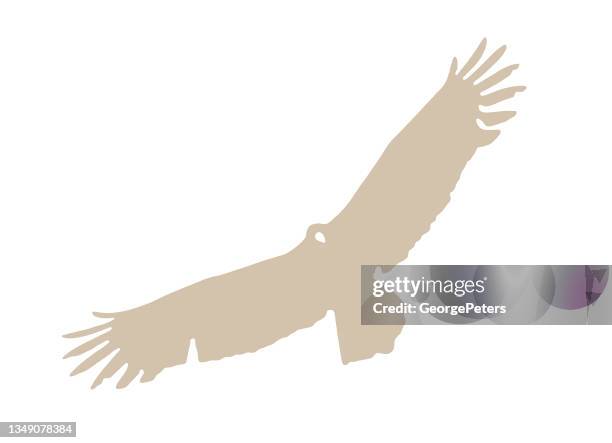 turkey vulture flying - turkey vulture stock illustrations