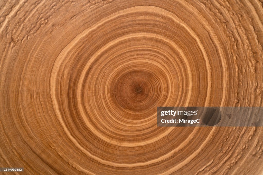 Tree Trunk Slice Annual Tree Rings