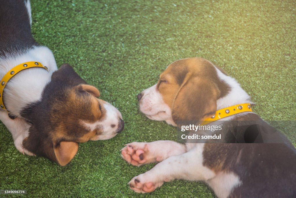 Cute beagle puppy sleeping or Two puppy beagle dog sleeping