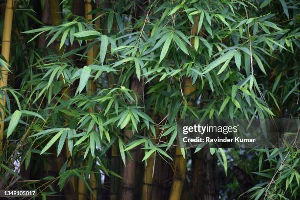 majestic ,large yellow golden bamboo plant, looking beautiful in rains. bambusa vulgaris. poaceae family. - bamboo plant stockfoto's en -beelden