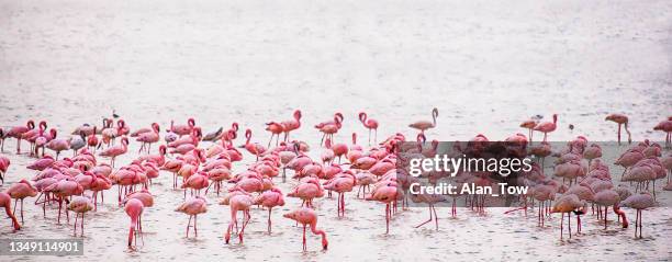 una bandada de flamencos en la foto panorámica del agua en el parque nacional de amboseli - water bird fotografías e imágenes de stock