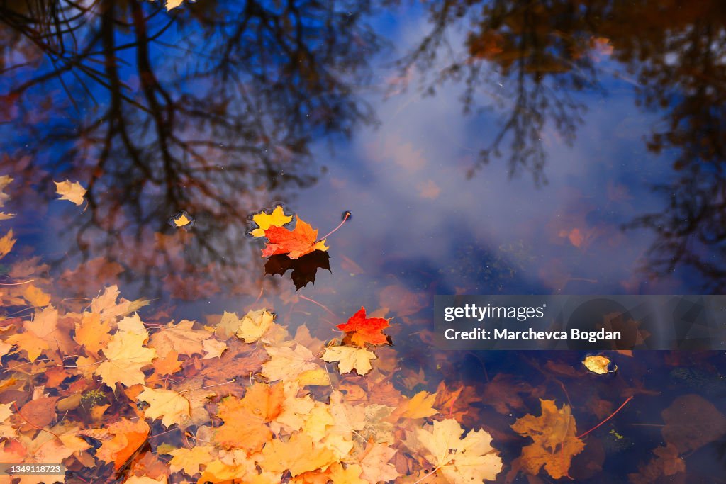Multi-colored bright autumn maple leaf in lake water