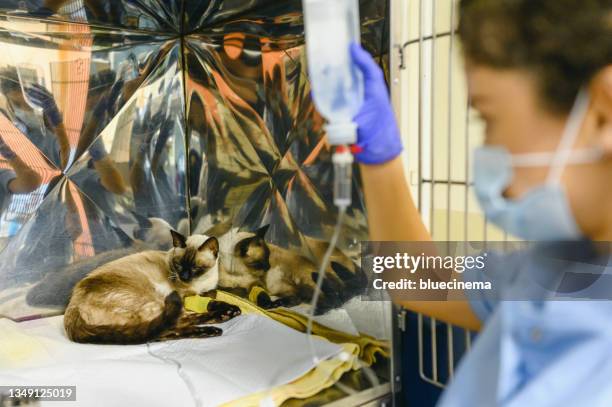 cat with an intravenous drip in the paw. - trögflytande bildbanksfoton och bilder