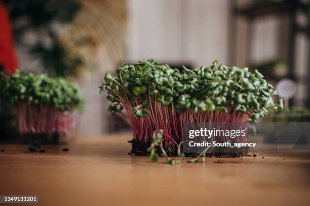 micro green sprouts - microgreen stock pictures, royalty-free photos & images