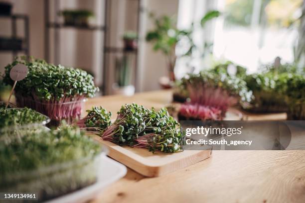 micro green sprouts - microvegetal imagens e fotografias de stock