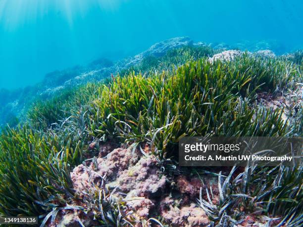 neptune grass prairie (posidonia oceanica) in the mediterranean sea - sea grass plant stock pictures, royalty-free photos & images