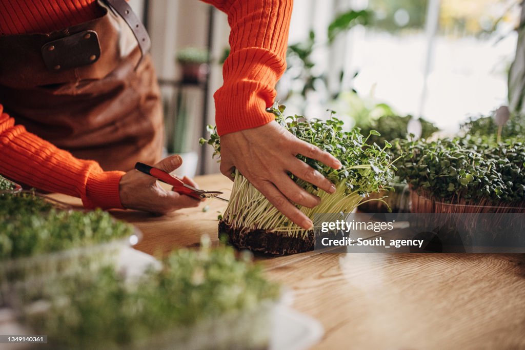 Woman cutting micro sprouts