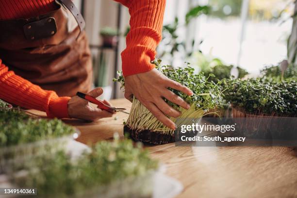 woman cutting micro sprouts - microvegetal imagens e fotografias de stock