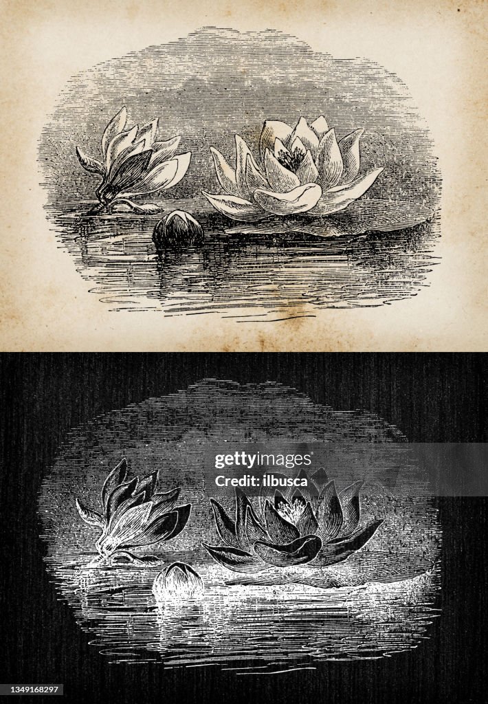 Botany plants antique engraving illustration: Nymphaea alba (European white water lily)