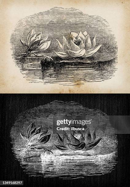 botany plants antique engraving illustration: nymphaea alba (european white water lily) - nymphaea alba stock illustrations