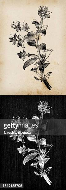 botanische pflanzen antike gravur illustration: honckenya peploides (seesandkraut, küstensandpflanze) - sandwort stock-grafiken, -clipart, -cartoons und -symbole