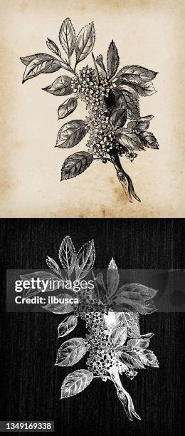 botany plants antique engraving illustration: rhamnus cathartica (buckthorn) - rhamnus cathartica stock illustrations