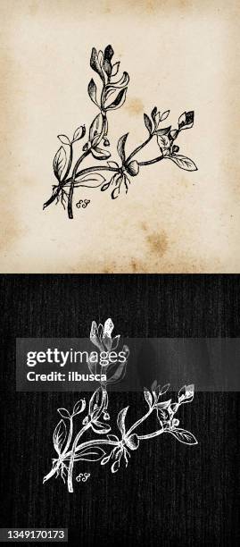 botanische pflanzen antike gravur illustration: montia fontana (blinkt, wasser blinkt) - kreide tafel kräuter stock-grafiken, -clipart, -cartoons und -symbole