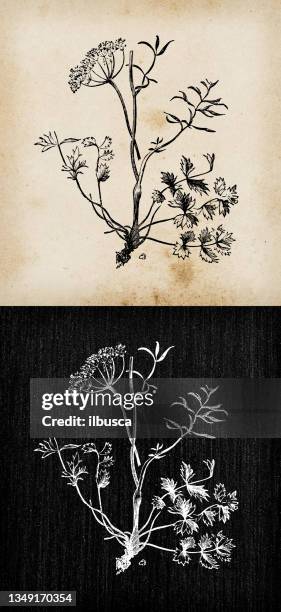 botanik pflanzen antik gravur abbildung: pimpinella saxifraga (burnet steinbrech) - kreide tafel kräuter stock-grafiken, -clipart, -cartoons und -symbole