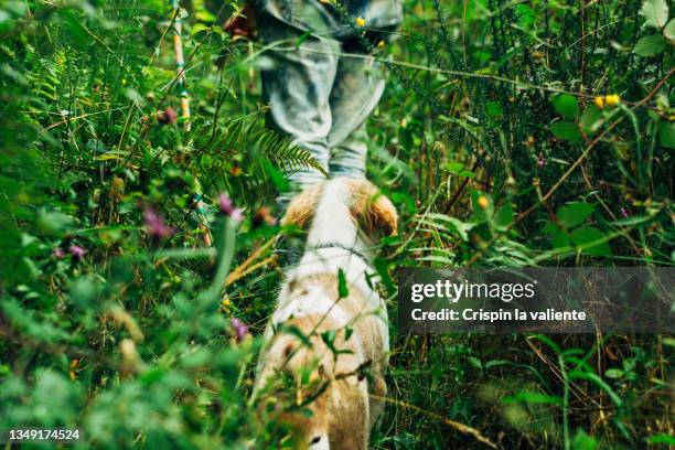 rear view of woman's legs walking with her but by abundant vegetation in nature, exploration - foot nature green stock pictures, royalty-free photos & images