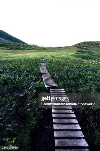 empty wood walkway among green meadows, senja, norway - wollgras stock-fotos und bilder