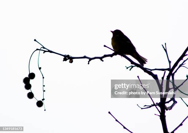 silhouette of western tanager perched in western sycamore - piranga ludoviciana stock pictures, royalty-free photos & images