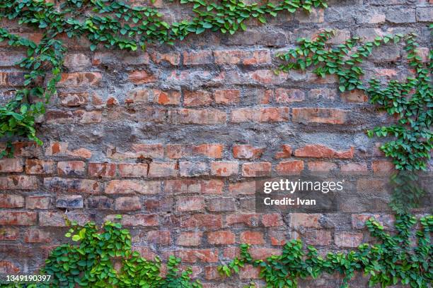 full frame of texture, red brick wall surrounding by green vine - close up gate stockfoto's en -beelden