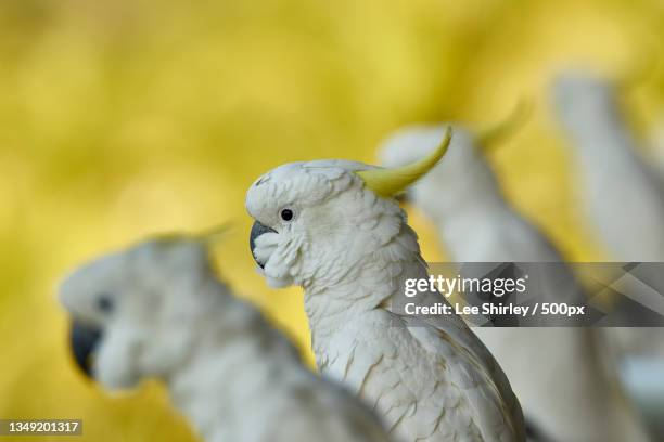 close-up of yellow cockatoo perching on branch,whitsundays,queensland,australia - cockatoo stock-fotos und bilder