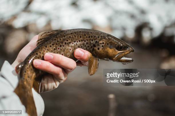 cropped hand holding trout - trout stock pictures, royalty-free photos & images
