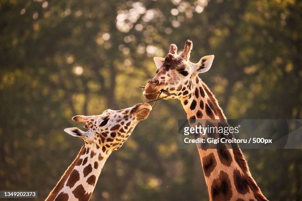 two reticulated giraffe,woburn safari park,united kingdom,uk - giraffe stock pictures, royalty-free photos & images