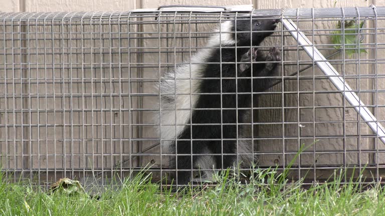 https://media.gettyimages.com/id/1349211715/video/young-skunk-captured-in-an-animal-trap-for-relocation.jpg?b=1&s=640x640&k=20&c=jlLLPbIVEtCVPP6_d2lz3bqDSuUaNXBtl0beRu5zi7s=