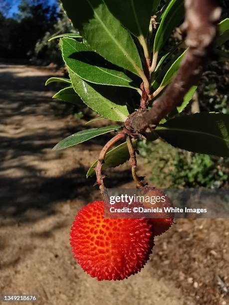 fruits of the strawberry tree - berry fotografías e imágenes de stock