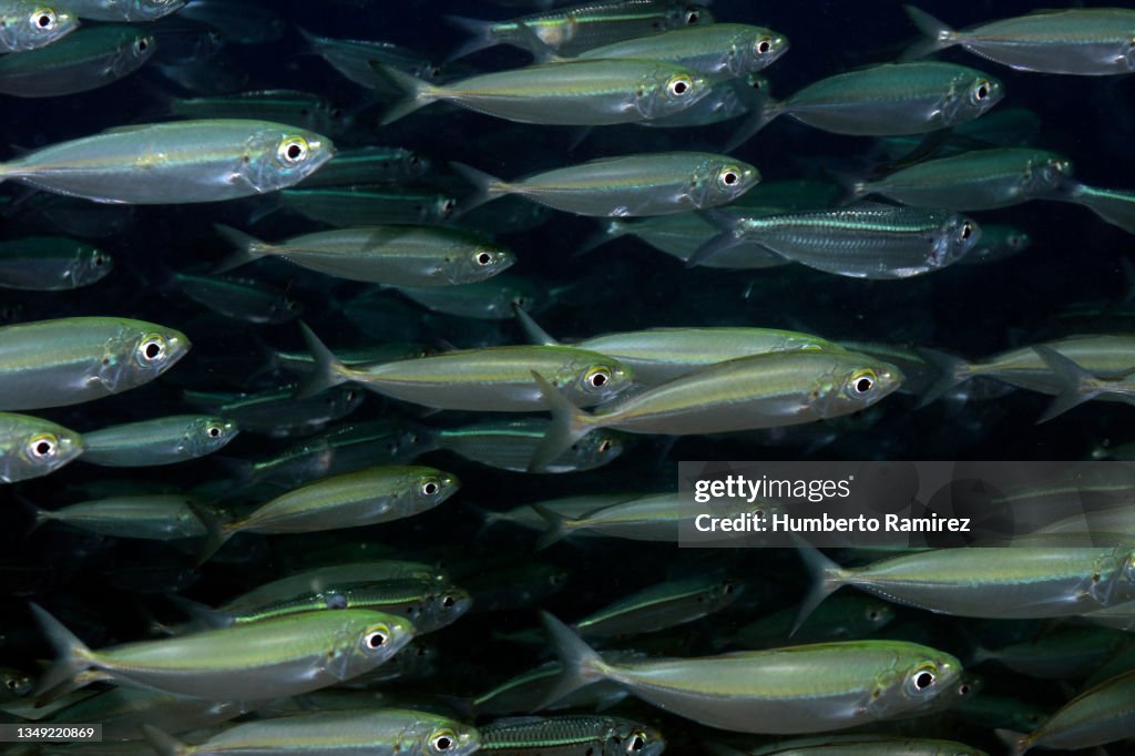 Bigeye Scad and False Herring school.