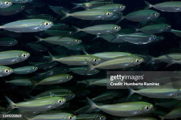 bigeye scad and false herring school. - herring bildbanksfoton och bilder