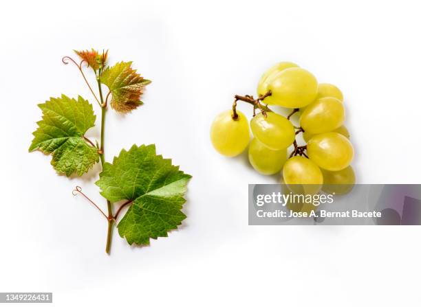 bunch of white grapes and grape leaves on a white background. - vineyard leafs foto e immagini stock