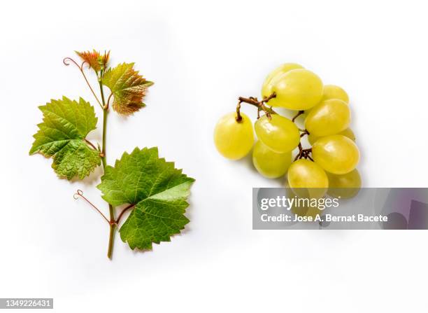 bunch of white grapes and grape leaves on a white background. - vineyard leafs stockfoto's en -beelden