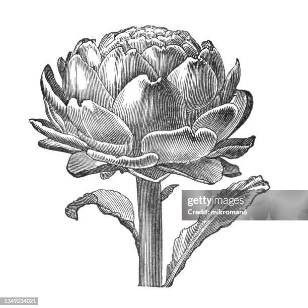 old engraved illustration of a artichokes, vegetable plant - black and white food illustration stockfoto's en -beelden