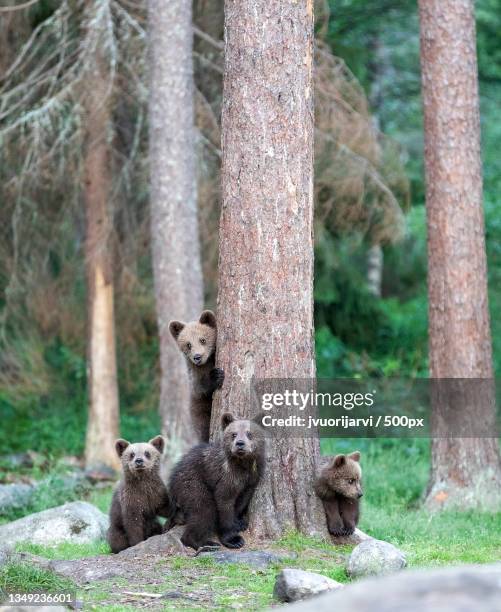 portrait of bears sitting on tree trunk,suomussalmi,finland - beer summer stockfoto's en -beelden