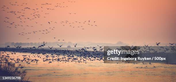 silhouette of birds flying over sea against sky during sunset - ochtend stock pictures, royalty-free photos & images