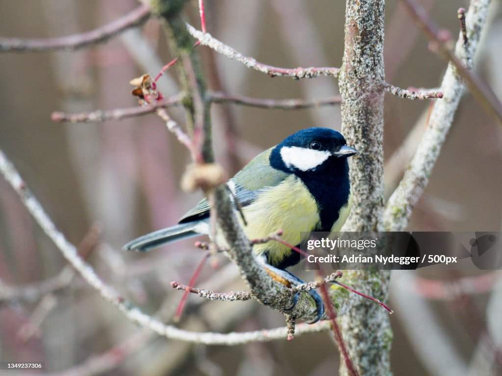 Close-up of great tit perching on branch,Zollikofen,Switzerland