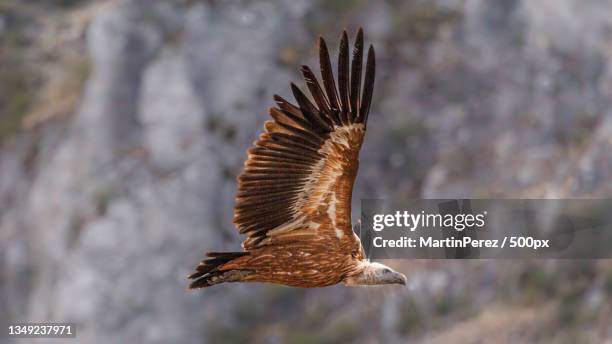 close-up of eagle flying over field,montejo de la vega de la serrezuela,segovia,spain - temas de animales stock pictures, royalty-free photos & images