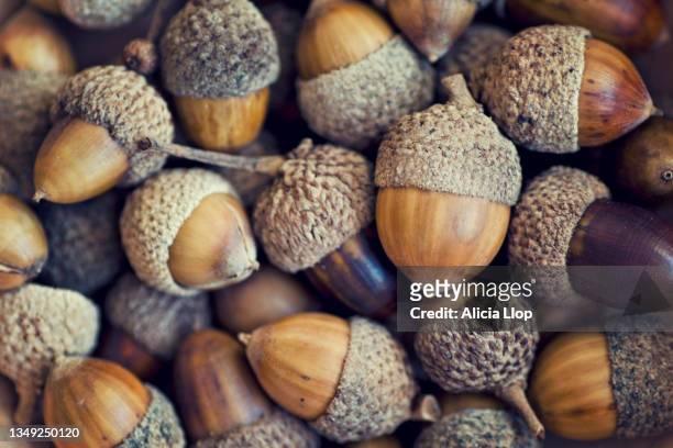 acorns - acorn stock pictures, royalty-free photos & images