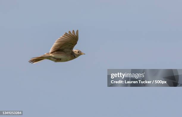 197 Lark Flying Stock Photos, HighRes Pictures, and Images Getty Images