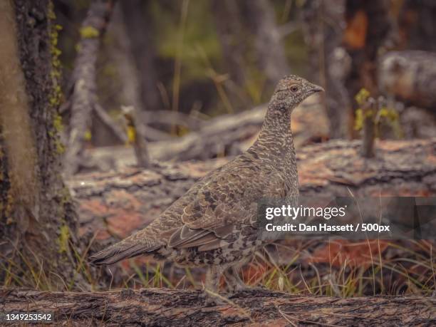 close-up of grouse perching on field,judith basin county,montana,united states,usa - tetrao urogallus stock pictures, royalty-free photos & images