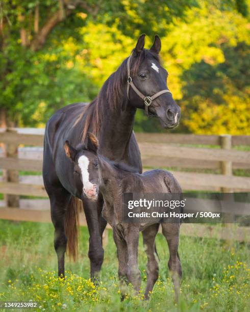 two horses standing on field - veulen stockfoto's en -beelden