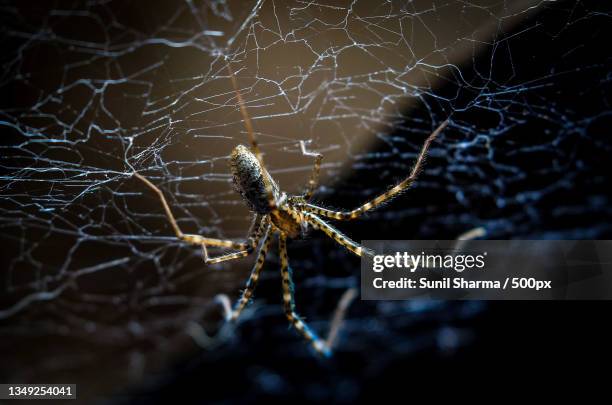 close-up of spider on web,kathmandu,nepal - orb weaver spider stock pictures, royalty-free photos & images